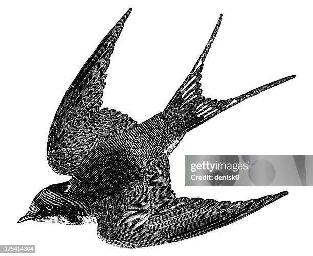 barn swallow - swallow bird 幅插畫檔、美工圖案、卡通及圖標