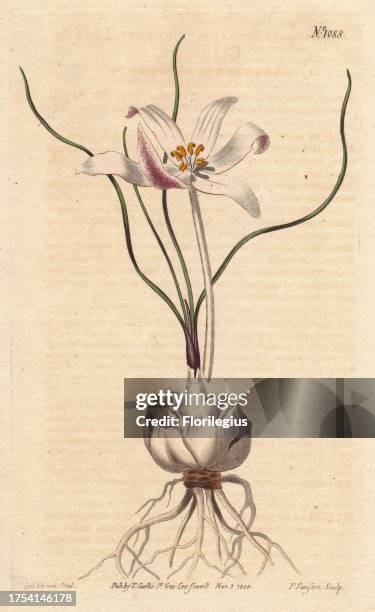 Thread-leaved gethylis with white and lilac flowers, narrow ribbon leaves. Gethylis spiralis Handcolored copperplate engraving from a botanical...