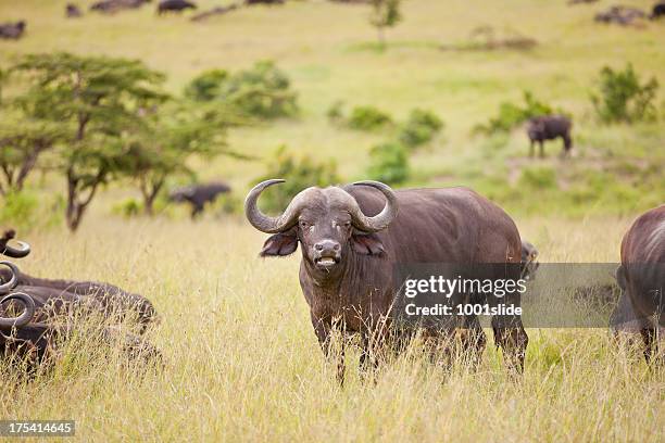 buffalo - búfalo africano fotografías e imágenes de stock