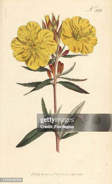 Shrubby oenothera with vivid yellow flowers. A native of Virginia. Oenothera fruticosa Handcolored copperplate engraving from a botanical...