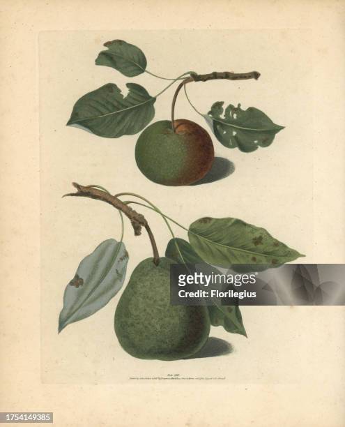 Pear varieties, Pyrus communis: Onion or La Grosse Oignonette and Pear d'Auch. Handcoloured stipple engraving of an illustration by George Brookshaw...
