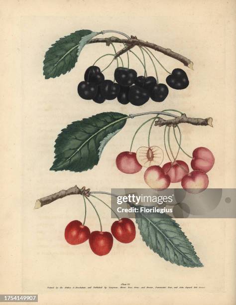 Cherry varieties, Prunus avium: George II's Cherry, Graffien or Biggarou, and Harrison's Heart. Handcoloured stipple engraving of an illustration by...