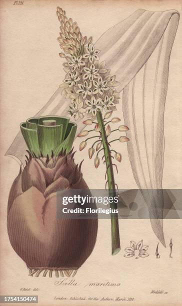 Sea squill, Drimia maritima. Handcoloured botanical illustration drawn by G. Reid and engraved on steel by Edward Smith Weddell from John Stephenson...