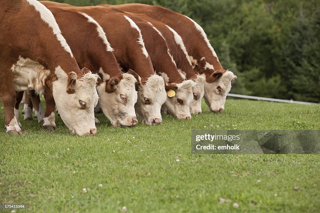 Six Hereford Cows Grazing in a Row