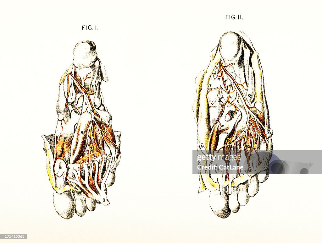 Dissecção do pé com artérias ou veias-Victorian ilustrações