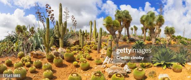 cactus country - agave plant stockfoto's en -beelden