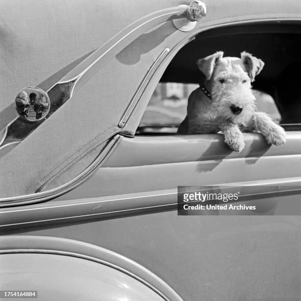 Fox terrier looking out of the window of a closed convertible Ford V8, Germany 1930s.