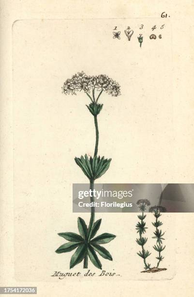 Sweet woodruff, Galium odoratum. Handcoloured botanical drawn and engraved by Pierre Bulliard from his own 'Flora Parisiensis,' 1776, Paris, P.F....