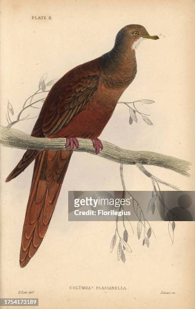 Brown Cuckoo-Dove, Macropygia phasianella , native to Australia. Handcoloured steel engraving by William Lizars after an illustration by Edward Lear...