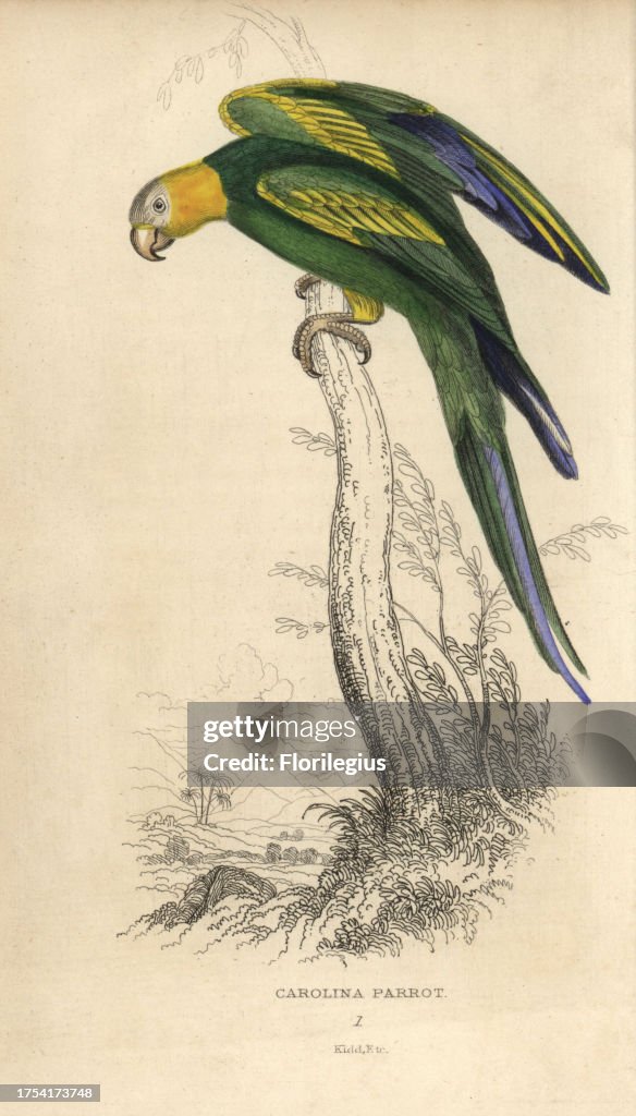 Carolina parakeet, Conuropsis carolinensis