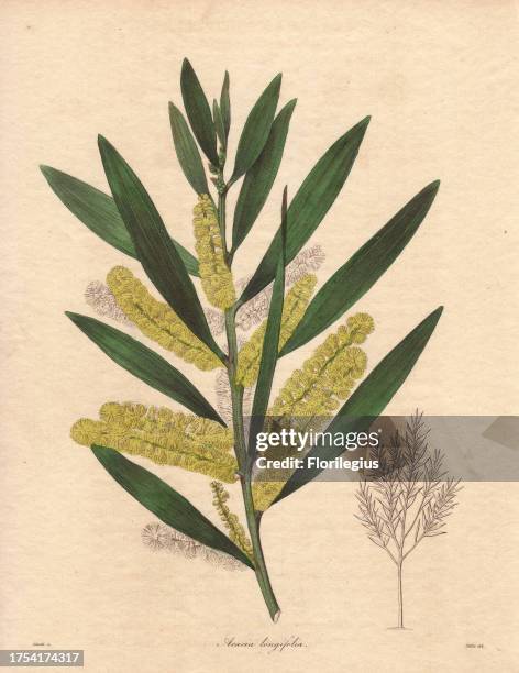 Acacia longifolia Acacia tree with an ashy brown straight stem of between 3 and 6 meters in height, with lemon-coloured flowers and long,...