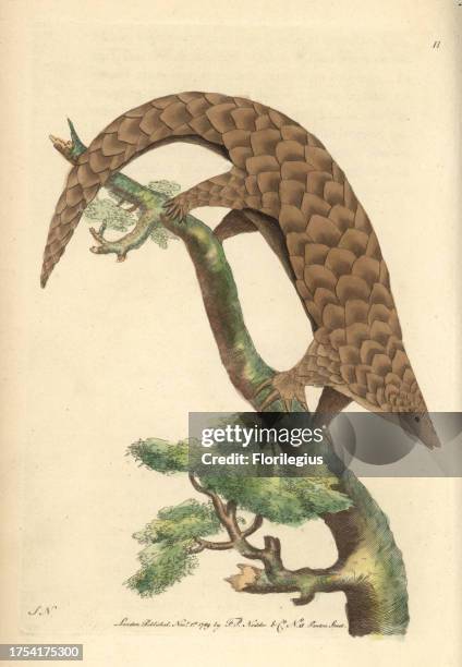 Five-toed manis, Chinese pangolin, or scaly anteater. Manis pentadactyla. Endangered. Illustration signed by SN . Handcolored copperplate engraving...