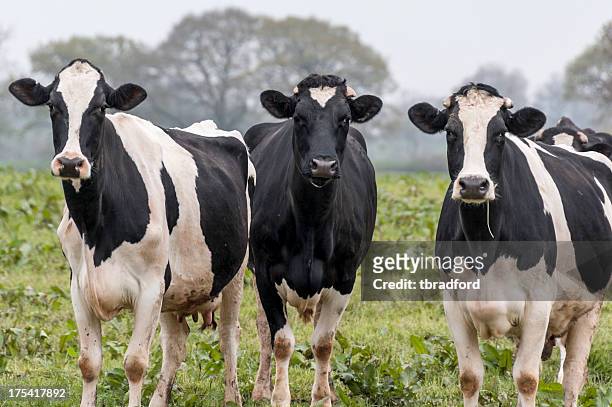 three cows in a field gazing at camera - drie dieren stockfoto's en -beelden