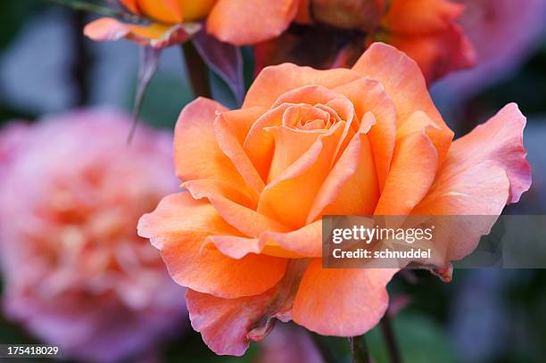 rosa laranja - rosa antique imagens e fotografias de stock