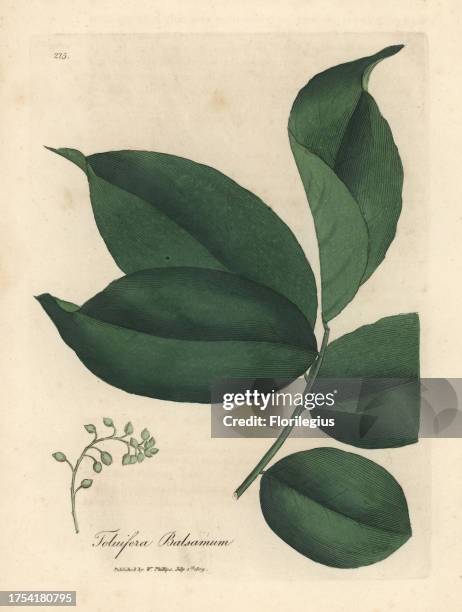 Trlu Tree 13 Myroxylon Stock Photos, High-Res Pictures, and Images - Getty Images