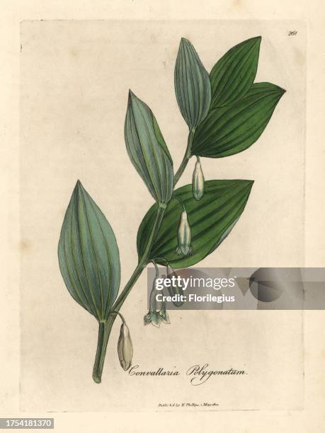 Solomon's seal, Polygonatum multiflorum. Handcoloured copperplate engraving from a botanical illustration by James Sowerby from William Woodville and...