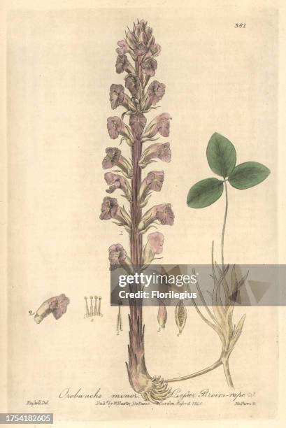Lesser broom-rape, Orobanche minor. Handcoloured copperplate engraved by Charles Mathews from a drawing by Isaac Russell from William Baxter's...
