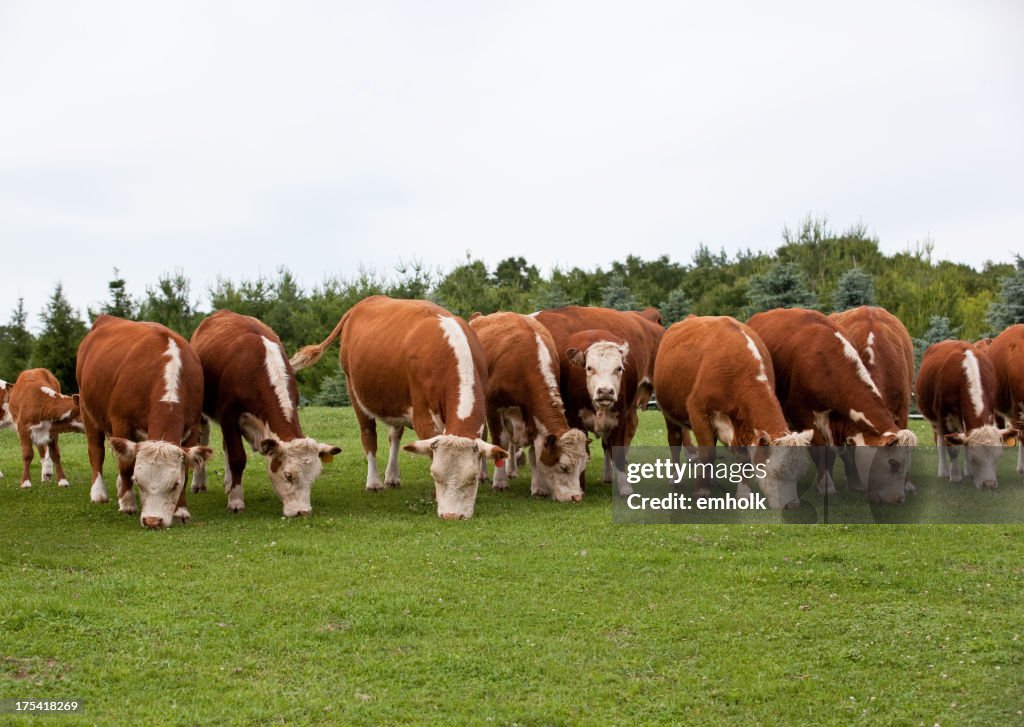 Row of Hereford Cattle Grazing in Pasture