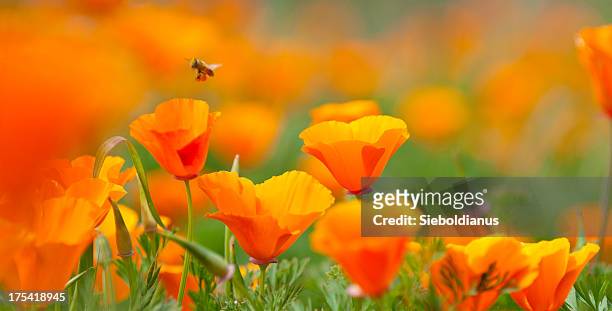 california poppy close-up with pollinating bee, panoramic image. - california poppy stock pictures, royalty-free photos & images