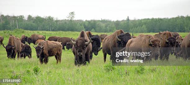 plains bison-herd - amerikanischer bison stock-fotos und bilder