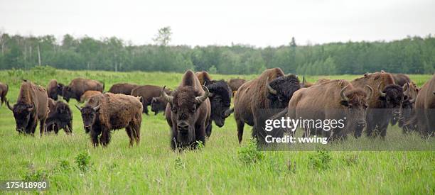 plains bisonte herd - bisonte americano fotografías e imágenes de stock