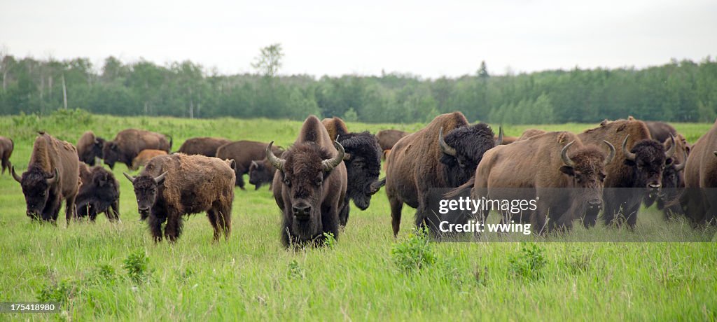 Plains Bison Herd