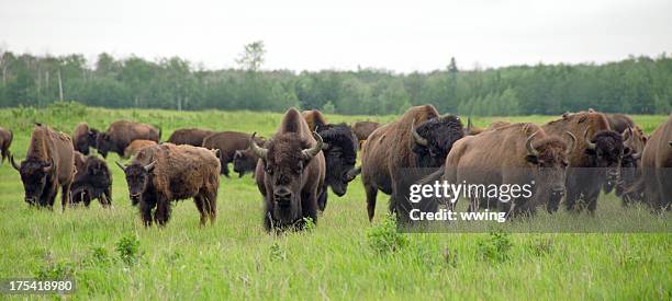 plains bison herd - buffalo stock pictures, royalty-free photos & images