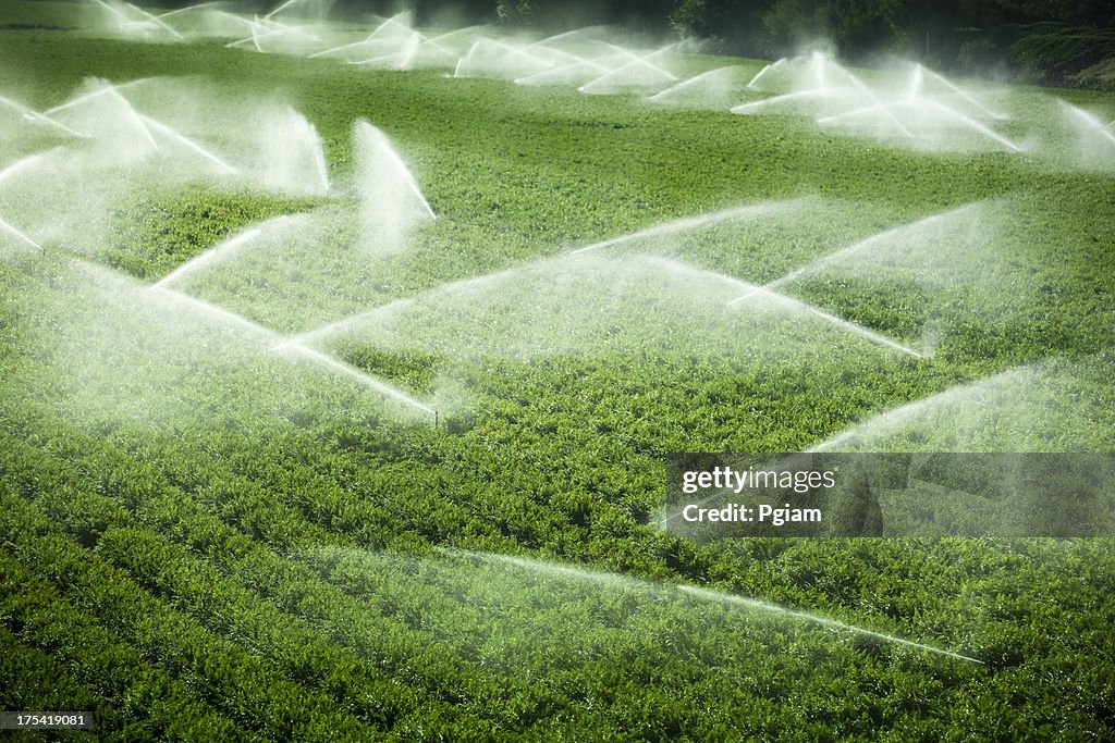 Irrigating Sellerie field in Salinas Valley, CA