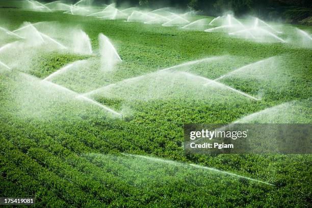 irrigating sellerie field in salinas valley, ca - water supply stock-fotos und bilder