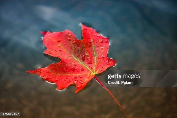 maple leaf floating on fresh water - canada flag stock pictures, royalty-free photos & images