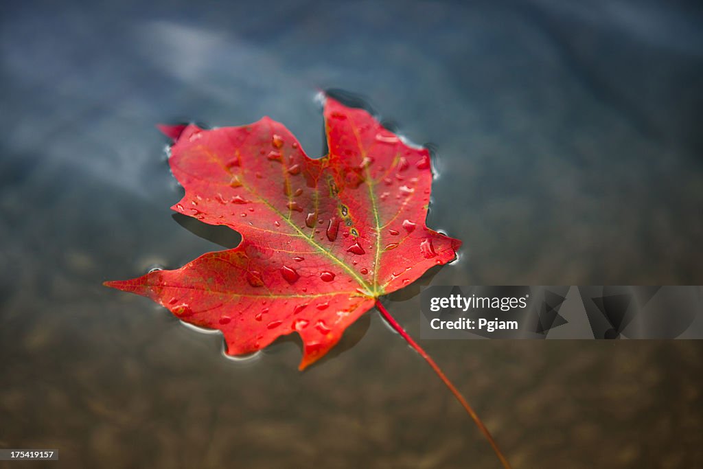 Maple leaf floating on fresh water