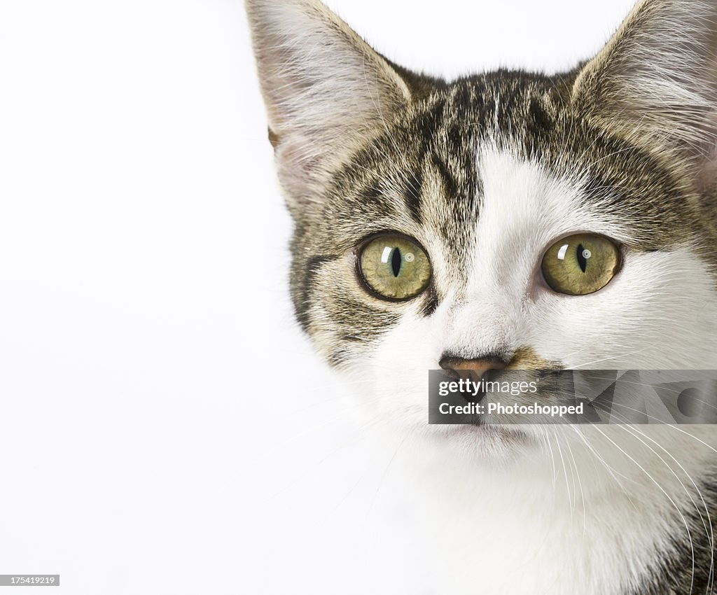 Portrait of tabby and white cat.