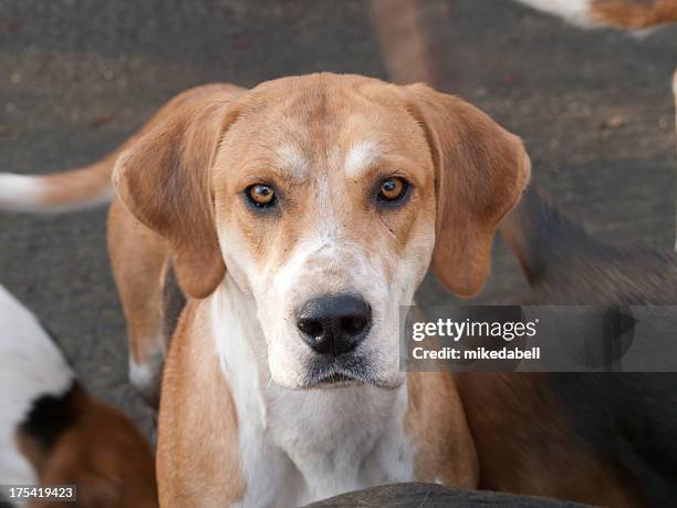 fox hound - foxhound stock pictures, royalty-free photos & images