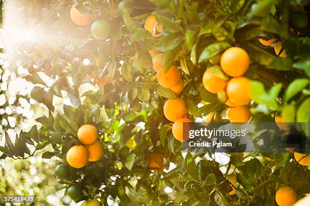 ripe orange citrus grove - citrus grove stock pictures, royalty-free photos & images