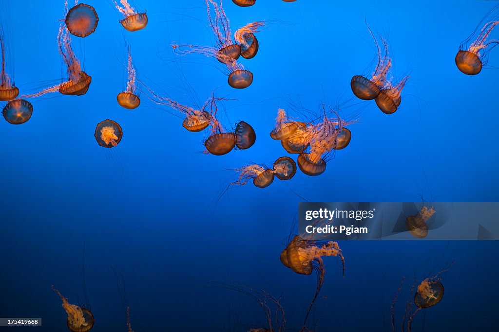 Sea life et gelée de poissons de l'aquarium sous-marin
