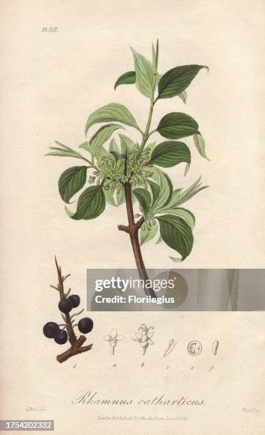 Purging buckthorn, Rhamnus cathartica. Handcoloured botanical illustration drawn by G. Reid and engraved on steel by Edward Smith Weddell from John...