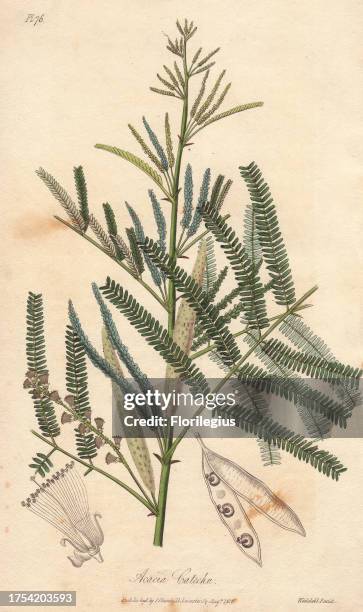 Catechu tree, Acacia catechu. Handcoloured botanical illustration engraved on steel by Edward Smith Weddell from John Stephenson and James Morss...