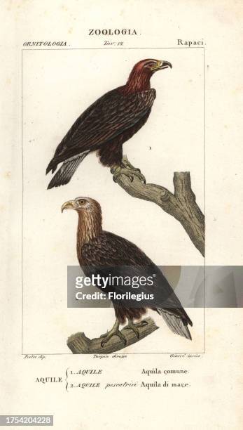 Golden eagle, Aquila chrysaetos, and white-tailed eagle, Haliaeetus albicilla. Handcoloured copperplate stipple engraving from Jussieu's 'Dictionary...