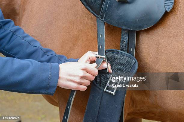setting the saddle - pferd satteln - woman frog hand stockfoto's en -beelden