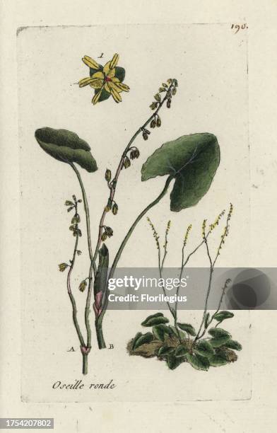 Buckler leaved sorrel, Rumex scutatus. Handcoloured botanical drawn and engraved by Pierre Bulliard from his own 'Flora Parisiensis,' 1776, Paris, P....