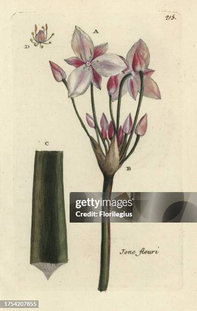Flowering rush, Butomus umbellatus. Handcoloured botanical drawn and engraved by Pierre Bulliard from his own 'Flora Parisiensis,' 1776, Paris, P. F....