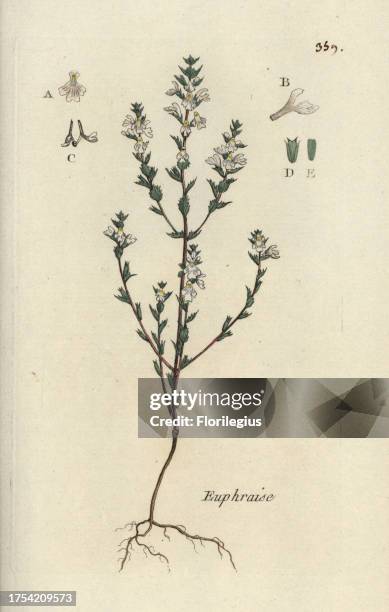 Red eyebright, Euphrasia officinalis. Handcoloured botanical drawn and engraved by Pierre Bulliard from his own 'Flora Parisiensis,' 1776, Paris, P....