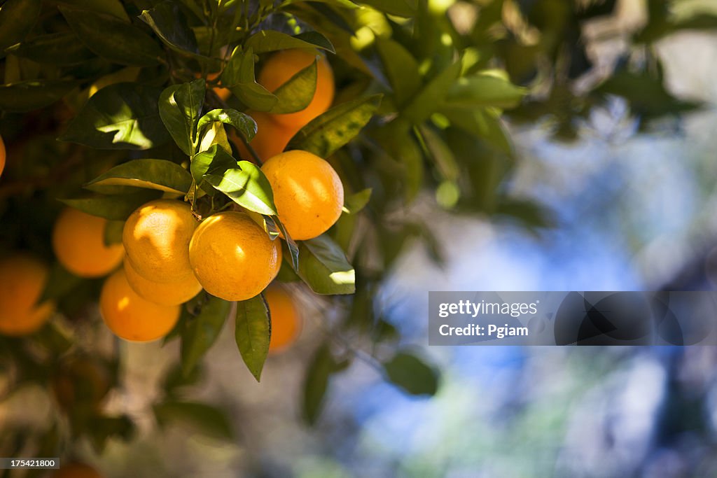 Ripe orange citrus grove