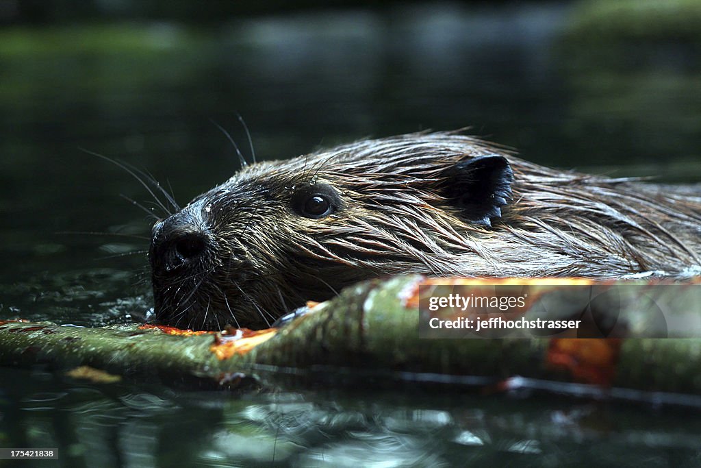 Busy Beaver