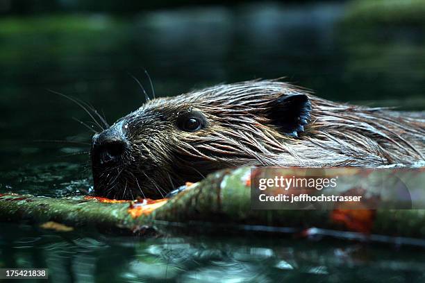 busy beaver - beaver chew stock pictures, royalty-free photos & images