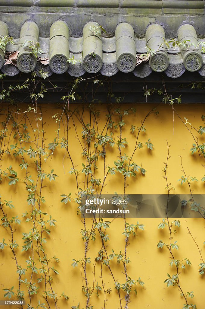 Plant on the wall