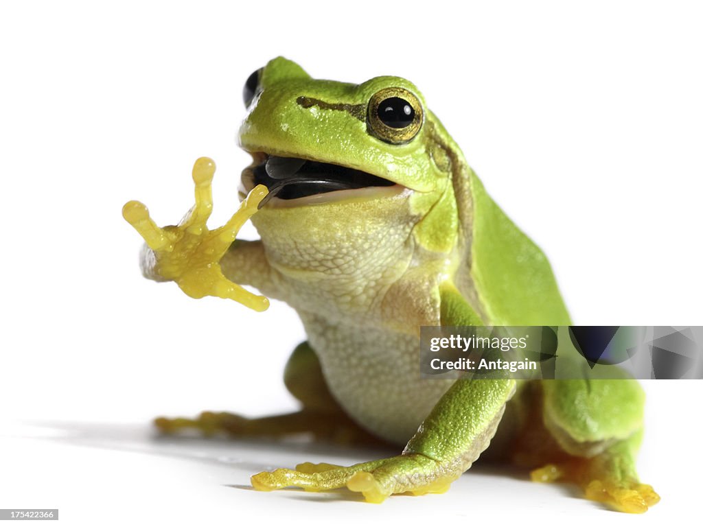 Frosch Essen einen Reißverschluss