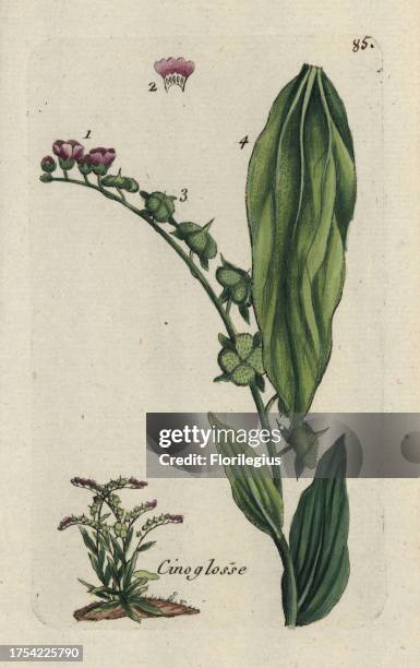 Houndstongue, Cynoglossum officinale. Handcoloured botanical drawn and engraved by Pierre Bulliard from his own 'Flora Parisiensis,' 1776, Paris,...