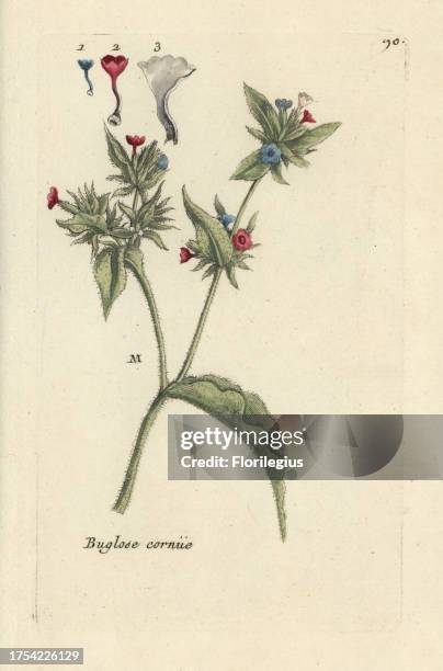 Wild bugloss, Anchusa arvensis. Handcoloured botanical drawn and engraved by Pierre Bulliard from his own 'Flora Parisiensis,' 1776, Paris, P.F....