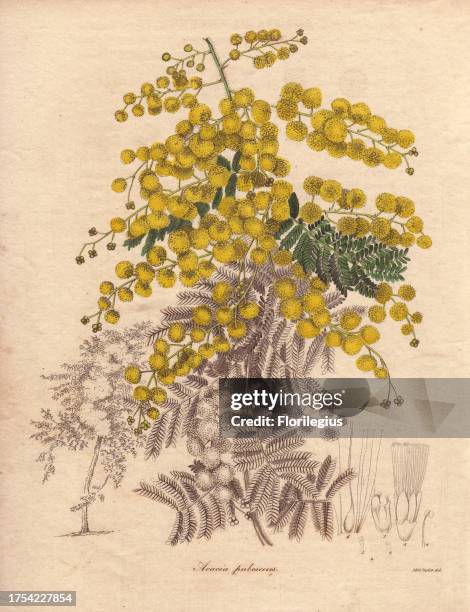 Acacia pubescens Downy wattle An attractive bush with fern-like foliage and bright yellow spring flowers. Within three years of European settlement...